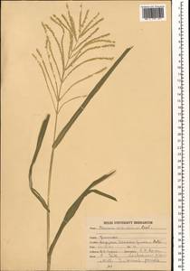 Acrachne racemosa (B.Heyne ex Roth) Ohwi, South Asia, South Asia (Asia outside ex-Soviet states and Mongolia) (ASIA) (India)