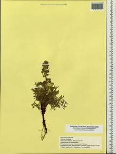 Artemisia borealis Pall., Siberia, Central Siberia (S3) (Russia)