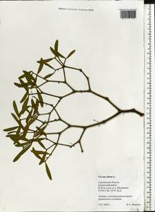 Viscum album L., Eastern Europe, Western region (E3) (Russia)