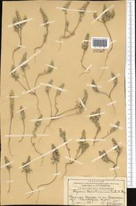 Alyssum szovitsianum Fisch. & C.A. Mey., Middle Asia, Western Tian Shan & Karatau (M3) (Kazakhstan)