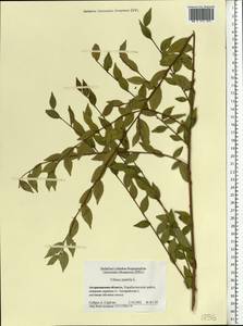 Ulmus pumila L., Eastern Europe, Lower Volga region (E9) (Russia)