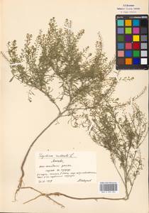 Lepidium ruderale L., Eastern Europe, Moscow region (E4a) (Russia)