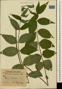 Vincetoxicum scandens Sommier & Levier, Crimea (KRYM) (Russia)