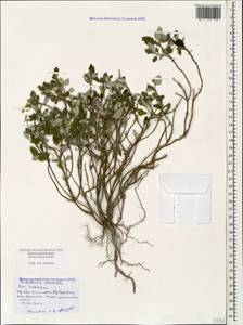 Scutellaria orientalis L., Caucasus, Black Sea Shore (from Novorossiysk to Adler) (K3) (Russia)