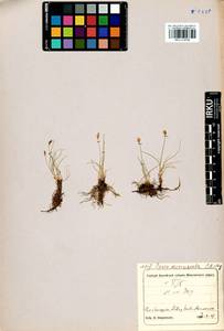 Carex duriuscula C.A.Mey., Siberia, Altai & Sayany Mountains (S2) (Russia)