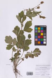 Geum aleppicum Jacq., Eastern Europe, Moscow region (E4a) (Russia)