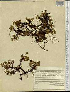 Sibbaldia procumbens L., Siberia, Chukotka & Kamchatka (S7) (Russia)