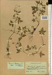 Geranium robertianum L., Eastern Europe, South Ukrainian region (E12) (Ukraine)