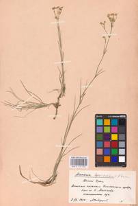 Eremogone saxatilis (L.) Ikonn., Eastern Europe, Eastern region (E10) (Russia)