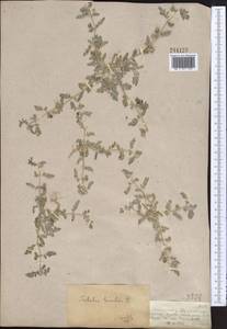 Tribulus terrestris L., Middle Asia, Muyunkumy, Balkhash & Betpak-Dala (M9) (Kazakhstan)