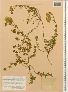 Medicago sativa subsp. glomerata (Balb.) Rouy, Caucasus, Dagestan (K2) (Russia)