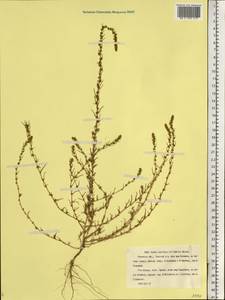 Bassia laniflora (S. G. Gmel.) A. J. Scott, Eastern Europe, Central region (E4) (Russia)