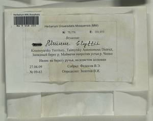 Mnium blyttii Bruch & Schimp., Bryophytes, Bryophytes - Krasnoyarsk Krai, Tyva & Khakassia (B17) (Russia)