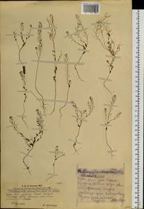 Eutrema salsugineum (Pall.) Al-Shehbaz & S.I. Warwick, Siberia, Altai & Sayany Mountains (S2) (Russia)
