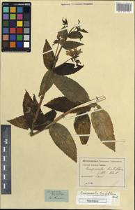 Campanula lactiflora M.Bieb., Caucasus (no precise locality) (K0) (Not classified)