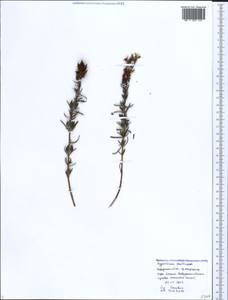 Hypericum lydium Boiss., Caucasus, Black Sea Shore (from Novorossiysk to Adler) (K3) (Russia)