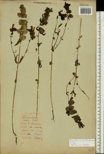 Rhinanthus serotinus var. vernalis (N. W. Zinger) Janch., Eastern Europe, Belarus (E3a) (Belarus)