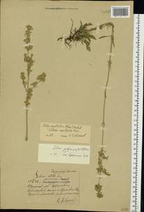 Silene densiflora d'Urv., Eastern Europe, Central region (E4) (Russia)