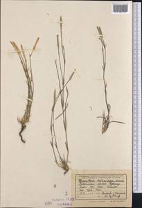 Dianthus crinitus subsp. tetralepis (Nevski) Rech. fil., Middle Asia, Pamir & Pamiro-Alai (M2) (Uzbekistan)