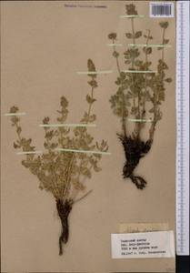 Nepeta mariae Regel, Middle Asia, Western Tian Shan & Karatau (M3) (Kazakhstan)