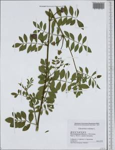 Glycyrrhiza echinata L., Eastern Europe, Lower Volga region (E9) (Russia)