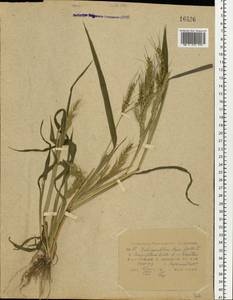 Echinochloa crus-galli (L.) P.Beauv., Eastern Europe, Central region (E4) (Russia)