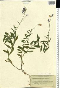 Campanula serrata (Kit. ex Schult.) Hendrych, Eastern Europe, West Ukrainian region (E13) (Ukraine)
