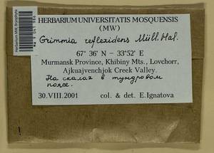 Grimmia reflexidens Müll. Hal., Bryophytes, Bryophytes - Karelia, Leningrad & Murmansk Oblasts (B4) (Russia)