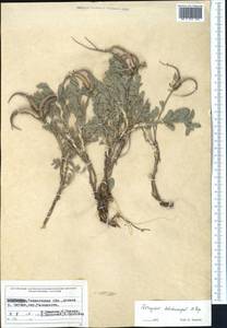Astragalus dolichocarpus Popov, Middle Asia, Western Tian Shan & Karatau (M3) (Uzbekistan)