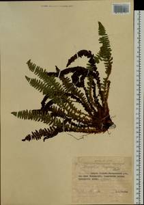 Dryopteris fragrans (L.) Schott, Siberia, Russian Far East (S6) (Russia)