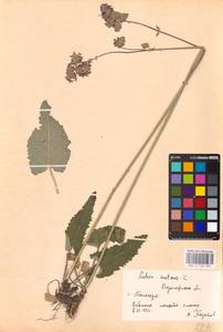 MHA 0 156 239, Salvia nutans L., Eastern Europe, Central forest-and-steppe region (E6) (Russia)