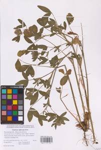 Trifolium diffusum Ehrh., Eastern Europe, Rostov Oblast (E12a) (Russia)