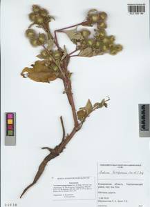 Arctium leiospermum Juz. & Ye. V. Serg., Siberia, Altai & Sayany Mountains (S2) (Russia)