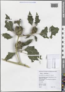 Datura stramonium L., Caucasus, Krasnodar Krai & Adygea (K1a) (Russia)