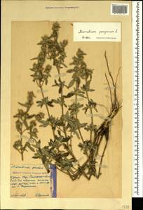 Marrubium peregrinum L., Crimea (KRYM) (Russia)