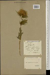 Cirsium obvallatum (M. Bieb.) M. Bieb., Caucasus, Georgia (K4) (Georgia)