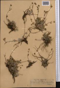 Potentilla sericea L., Middle Asia, Northern & Central Tian Shan (M4) (Kazakhstan)