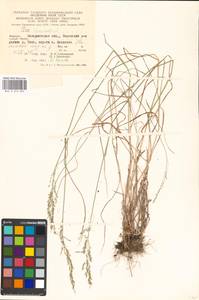Poa nemoralis L., Eastern Europe, West Ukrainian region (E13) (Ukraine)