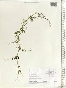 Vicia sativa subsp. nigra (L.)Ehrh., Eastern Europe, Central region (E4) (Russia)