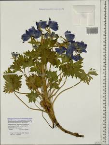 Delphinium caucasicum C. A. Mey., Caucasus, Stavropol Krai, Karachay-Cherkessia & Kabardino-Balkaria (K1b) (Russia)