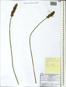 Carex vulpina L., Eastern Europe, Central forest region (E5) (Russia)