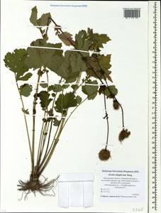 Geum aleppicum Jacq., Eastern Europe, Moscow region (E4a) (Russia)