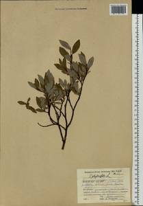 Salix phylicifolia L., Eastern Europe, Northern region (E1) (Russia)