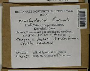 Brachythecium boreale Ignatov, Bryophytes, Bryophytes - Yakutia (B19) (Russia)