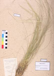 Stipa pennata L., Siberia, Central Siberia (S3) (Russia)