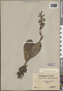 Platanthera chlorantha (Custer) Rchb., Caucasus, South Ossetia (K4b) (South Ossetia)