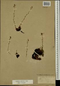 Saxifraga bronchialis subsp. bronchialis, Mongolia (MONG) (Mongolia)
