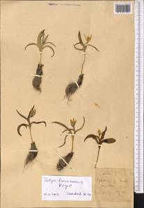 Tulipa iliensis Regel, Middle Asia, Western Tian Shan & Karatau (M3) (Kyrgyzstan)