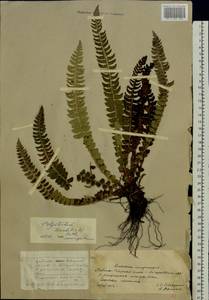 Polystichum lonchitis (L.) Roth, Eastern Europe, Northern region (E1) (Russia)