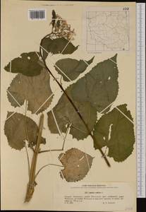 Lunaria rediviva L., Western Europe (EUR) (Poland)